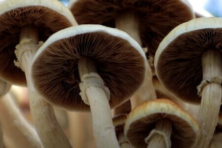 Несколько растущих грибов